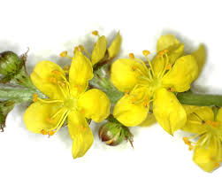 Image result for Rosengewächse