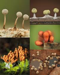 Attēlu rezultāti vaicājumam “Physarum globuliferum spores”