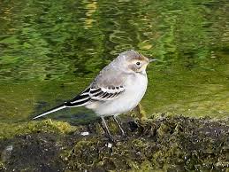 Attēlu rezultāti vaicājumam “Motacilla citreola”