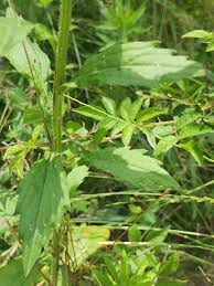 Attēlu rezultāti vaicājumam “Erigeron annuus leaf”