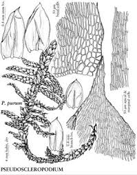 Attēlu rezultāti vaicājumam “Pseudoscleropodium purum”
