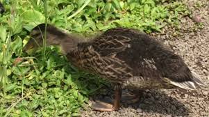 Attēlu rezultāti vaicājumam “Anas platyrhynchos juvenile”