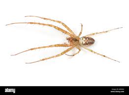 Attēlu rezultāti vaicājumam “Metellina segmentata”