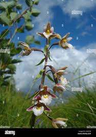 Attēlu rezultāti vaicājumam “Epipactis palustris”