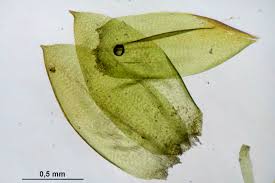 Attēlu rezultāti vaicājumam “Hygrohypnum luridum”