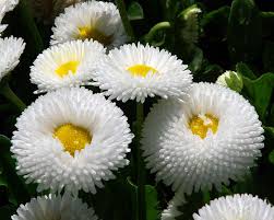 Attēlu rezultāti vaicājumam “Bellis perennis bud”