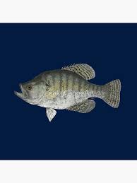 Image result for Pomoxis annularis