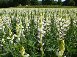 Image result for Lupinen