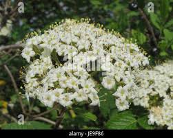 Attēlu rezultāti vaicājumam “Viburnum lantana  flower”
