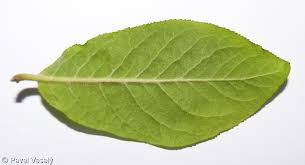Attēlu rezultāti vaicājumam “Mespilus germanica leaf”