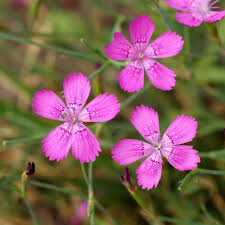 Attēlu rezultāti vaicājumam “Dianthus deltoides flower”