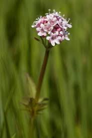 Image result for Baldrian