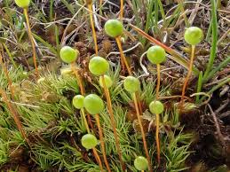 Attēlu rezultāti vaicājumam “Bartramia pomiformis”
