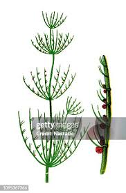 Attēlu rezultāti vaicājumam “Chara filiformis”