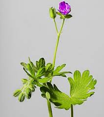 Attēlu rezultāti vaicājumam “Geranium molle flower”