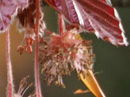 Attēlu rezultāti vaicājumam “Fagus sylvatica fo. purpurea female flower”