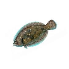 Image result for Paralichthys albigutta