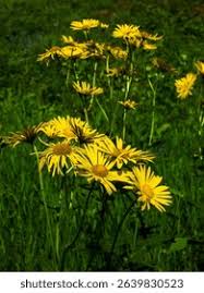 Image result for Inula hirta