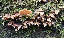 Attēlu rezultāti vaicājumam “Steccherinum bourdotii”