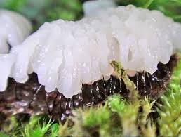 Attēlu rezultāti vaicājumam “Stemonaria irregularis”