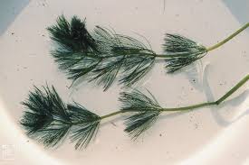 Attēlu rezultāti vaicājumam “Myriophyllum alterniflorum leaf”