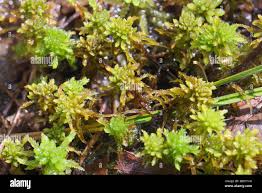 Attēlu rezultāti vaicājumam “Sphagnum subsecundum”