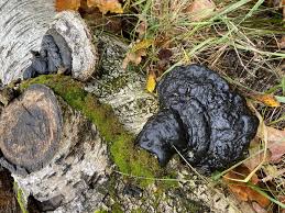 Attēlu rezultāti vaicājumam “Phellinus laevigatus”