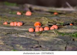 Attēlu rezultāti vaicājumam “Lycogala epidendrum aggr. spores”