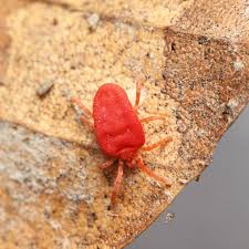 Attēlu rezultāti vaicājumam “Trombidiidae”