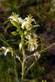 Attēlu rezultāti vaicājumam “Sisymbrium altissimum”