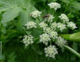 Attēlu rezultāti vaicājumam “Berula erecta”