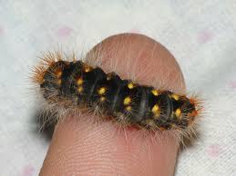 Attēlu rezultāti vaicājumam “Acronicta auricoma larva”