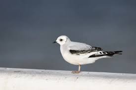 Image result for Rhodostethia rosea