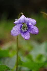 Attēlu rezultāti vaicājumam “Viola collina flower”