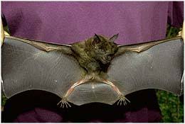 Attēlu rezultāti vaicājumam “Chiroptera”