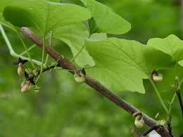 Attēlu rezultāti vaicājumam “Drepanosiphum platanoidis exuvia”