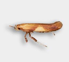 Attēlu rezultāti vaicājumam “Caloptilia alchimiella”