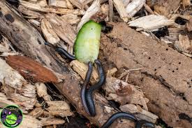 Attēlu rezultāti vaicājumam “Ommatoiulus sabulosus aimatopodus”