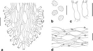 Attēlu rezultāti vaicājumam “Trechispora mollusca”