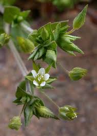 Attēlu rezultāti vaicājumam “Arenaria serpyllifolia flower”