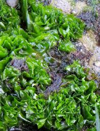 Attēlu rezultāti vaicājumam “Euura acutifoliae”