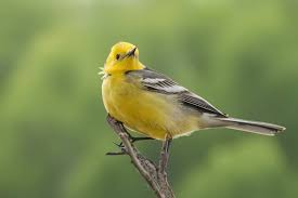 Attēlu rezultāti vaicājumam “Motacilla citreola male”