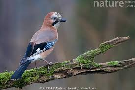 Attēlu rezultāti vaicājumam “Garrulus glandarius”