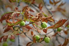 Attēlu rezultāti vaicājumam “Cameraria ohridella”