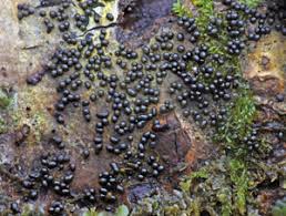 Attēlu rezultāti vaicājumam “Physarum pseudoalexandrowiczii”