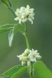 Attēlu rezultāti vaicājumam “Vincetoxicum hirundinaria fruit”