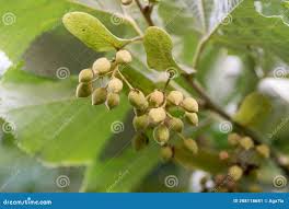 Attēlu rezultāti vaicājumam “Tilia tomentosa fruit”