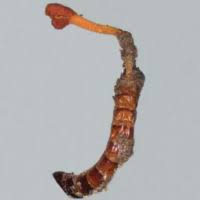 Attēlu rezultāti vaicājumam “Stemonitopsis aequalis var. microspora stalked”