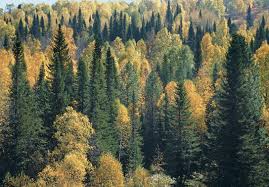 Image result for лес,