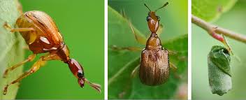 Attēlu rezultāti vaicājumam “Attelabidae”